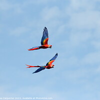 Buy canvas prints of Macaws flying  by Amy-Rose Carpenter