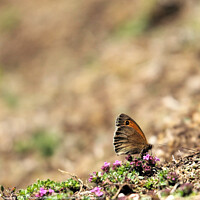 Buy canvas prints of Butterfly resting at Dovedale in Spring  by Amy-Rose Carpenter