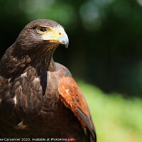 Buy canvas prints of Harris hawk close up  by Amy-Rose Carpenter