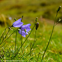 Buy canvas prints of Happy Harebell by Neil James