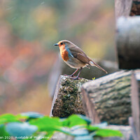 Buy canvas prints of Robin the Robin by Neil James