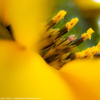 Buy canvas prints of Sublime yellow flower by Dee Lister