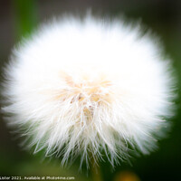 Buy canvas prints of Dandelion flower puff  by Dee Lister
