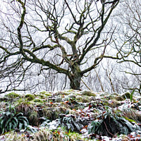 Buy canvas prints of Reaching winter tree of West Pennine Moors Lancashire  by Dee Lister
