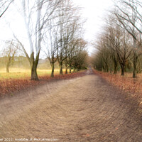 Buy canvas prints of Abstract woodland promenade in Rivington Lancashire by Dee Lister