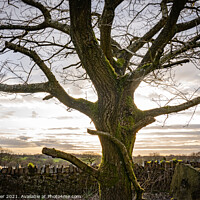 Buy canvas prints of The glow of the Oak tree, Rivington in Lancashire  by Dee Lister