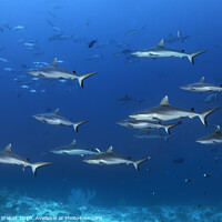 Buy canvas prints of Grey reef sharks by Norbert Probst