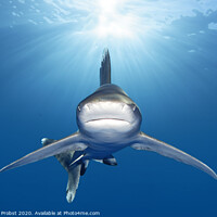 Buy canvas prints of Oceanic Whitetip Shark by Norbert Probst