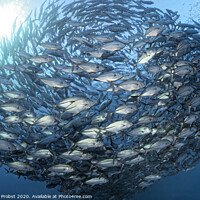 Buy canvas prints of A ball of Bigeye trevallies by Norbert Probst