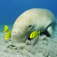 Buy canvas prints of Dugong with Golden trevallies feeds see weed by Norbert Probst