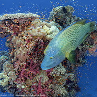 Buy canvas prints of Napoleon wrasse in front of a coral tower by Norbert Probst