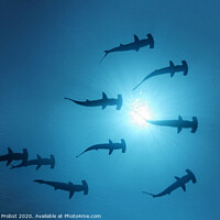Buy canvas prints of Scalopped Hammerhead Sharks under the Sun by Norbert Probst
