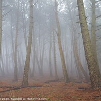 Buy canvas prints of Misty forest by Heidi de Wavrin
