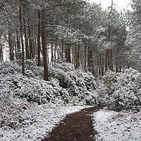 Buy canvas prints of A snow covered forest by Heidi de Wavrin