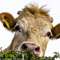 Buy canvas prints of Curious Bovine. by Ella Baxter