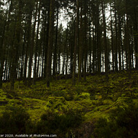 Buy canvas prints of Gortin Glens Forest Park by Ella Baxter