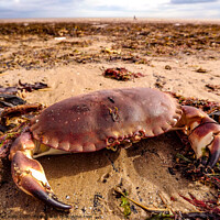 Buy canvas prints of An crab sitting on Bridlington beach by Janet Kelly