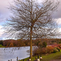 Buy canvas prints of Tree surrounded with geese  by Janet Kelly