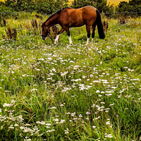 Buy canvas prints of Beautiful golden brown Horse in a field by Janet Kelly