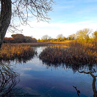 Buy canvas prints of Monk hesleden pond by Janet Kelly