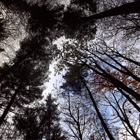 Buy canvas prints of Looking up through trees in Hardwick Park  by Janet Kelly
