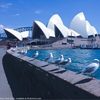 Buy canvas prints of Seagulls & Sydney Opera House by Ross Aird