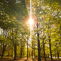 Buy canvas prints of Morning Sun in Virgina Water Forest in Surrey, England by Ross Aird