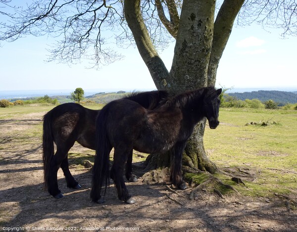 Quantock ponies in the shade Picture Board by Sheila Ramsey
