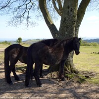 Buy canvas prints of Quantock ponies in the shade by Sheila Ramsey
