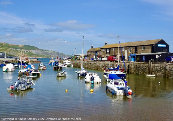 Lyme Regis harbour Picture Board by Sheila Ramsey