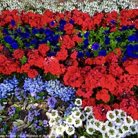 Buy canvas prints of Floral Display  by Sheila Ramsey