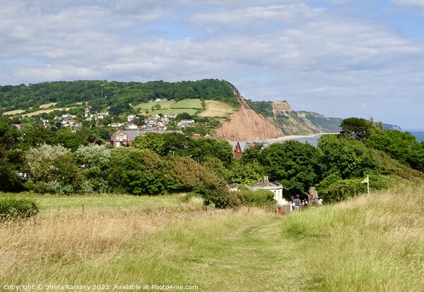 Coast Path To Sidmouth Picture Board by Sheila Ramsey