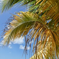 Buy canvas prints of Caribbean Palm by Sheila Ramsey