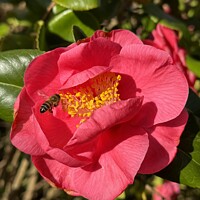 Buy canvas prints of Camellia by Sheila Ramsey