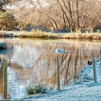 Buy canvas prints of A Cold Morning by The River by Sheila Ramsey