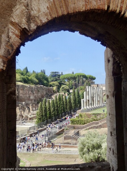 View Of Roman  Forum From The Colosseum  Picture Board by Sheila Ramsey