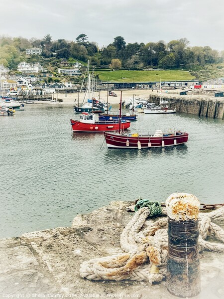 Fishing Harbour Lyme Regis Picture Board by Sheila Ramsey