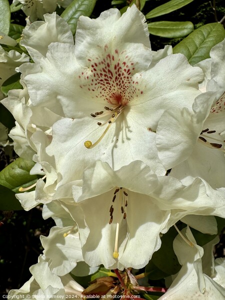 Rhododendron Flowers Picture Board by Sheila Ramsey