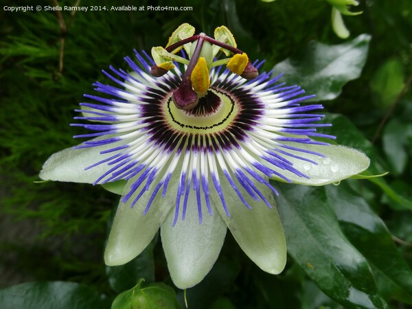Passionflower Picture Board by Sheila Ramsey