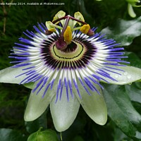 Buy canvas prints of Passionflower by Sheila Ramsey