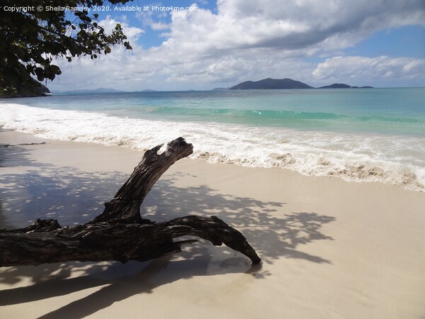 Driftwood Tortola Picture Board by Sheila Ramsey