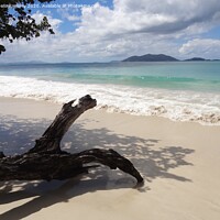Buy canvas prints of Driftwood Tortola by Sheila Ramsey