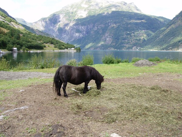 Pony grazing Geiranger Fjord Picture Board by Sheila Ramsey