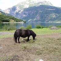 Buy canvas prints of Pony grazing Geiranger Fjord by Sheila Ramsey