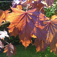 Buy canvas prints of Autumn leaves by Sheila Ramsey