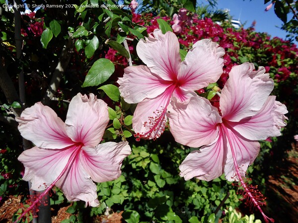 Pink Hibiscus Picture Board by Sheila Ramsey