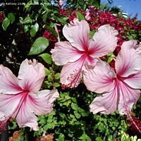 Buy canvas prints of Pink Hibiscus by Sheila Ramsey
