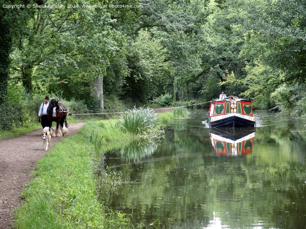 Horsedrawn barge Grand Western Canal Devon Picture Board by Sheila Ramsey