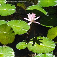 Buy canvas prints of Water Lily  by Sheila Ramsey