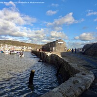 Buy canvas prints of The Cobb Lyme Regis  by Sheila Ramsey